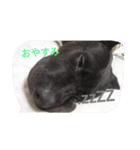American Pitbull（個別スタンプ：1）