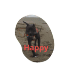 American Pitbull（個別スタンプ：2）