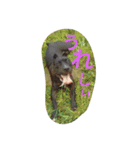 American Pitbull（個別スタンプ：3）