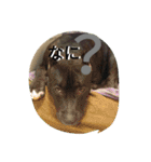 American Pitbull（個別スタンプ：4）