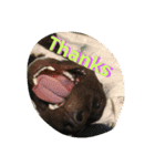 American Pitbull（個別スタンプ：5）