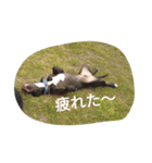 American Pitbull（個別スタンプ：6）