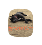 American Pitbull（個別スタンプ：7）