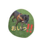 American Pitbull（個別スタンプ：8）