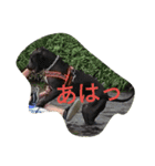 American Pitbull（個別スタンプ：9）