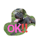 American Pitbull（個別スタンプ：10）