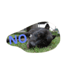 American Pitbull（個別スタンプ：11）