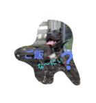 American Pitbull（個別スタンプ：12）