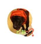 American Pitbull（個別スタンプ：14）