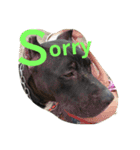 American Pitbull（個別スタンプ：16）