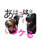 黒ラブびーたん＆チョコラブケリー3（個別スタンプ：5）