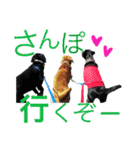 黒ラブびーたん＆チョコラブケリー3（個別スタンプ：11）