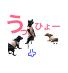 黒ラブびーたん＆チョコラブケリー3（個別スタンプ：12）