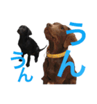 黒ラブびーたん＆チョコラブケリー3（個別スタンプ：16）