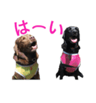 黒ラブびーたん＆チョコラブケリー3（個別スタンプ：19）