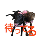 黒ラブびーたん＆チョコラブケリー3（個別スタンプ：29）