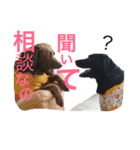 黒ラブびーたん＆チョコラブケリー3（個別スタンプ：31）