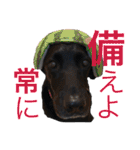 黒ラブびーたん＆チョコラブケリー3（個別スタンプ：37）