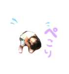 kotonekun（個別スタンプ：4）