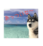 シベリアンハスキースタンプだよ（個別スタンプ：14）