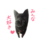 甲斐犬 純ちゃんの日常第4弾（個別スタンプ：24）