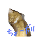 日本 猫（個別スタンプ：1）