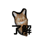 日本 猫（個別スタンプ：2）