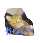 日本 猫（個別スタンプ：3）