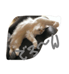 日本 猫（個別スタンプ：6）