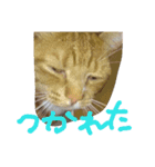 日本 猫（個別スタンプ：11）