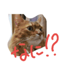日本 猫（個別スタンプ：15）