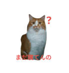 Tweet tweets（個別スタンプ：1）