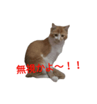 Tweet tweets（個別スタンプ：5）