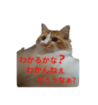 Tweet tweets（個別スタンプ：8）