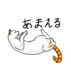 殘念猫日常（個別スタンプ：20）