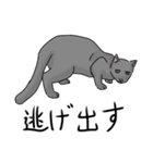 殘念猫日常（個別スタンプ：37）