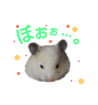 子供のハムスター（個別スタンプ：5）