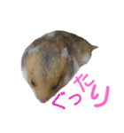 子供のハムスター（個別スタンプ：7）