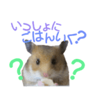 子供のハムスター（個別スタンプ：10）