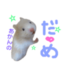 子供のハムスター（個別スタンプ：11）