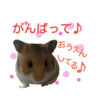 子供のハムスター（個別スタンプ：14）