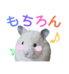 子供のハムスター（個別スタンプ：16）