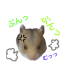 子供のハムスター（個別スタンプ：17）
