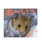 子供のハムスター（個別スタンプ：19）