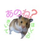 子供のハムスター（個別スタンプ：21）