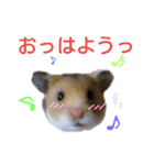 子供のハムスター（個別スタンプ：23）