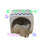 子供のハムスター（個別スタンプ：24）