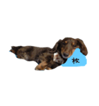 Chocolatco3（個別スタンプ：1）