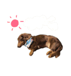 Chocolatco3（個別スタンプ：6）