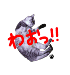 いしもとねこ（個別スタンプ：1）